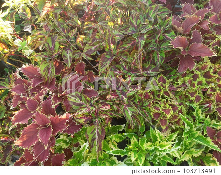 green leaves with maroon in the center bloom and thrive in the garden. 103713491