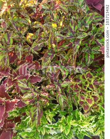 green leaves with maroon in the center bloom and thrive in the garden. 103713492