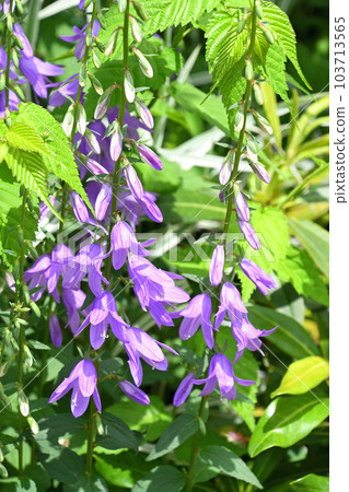Hatazaogikyo (flagpole bellflower) 103713565