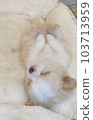 Chihuahua baby sleeping soundly in bed 103713959