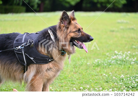 德國牧羊犬的配置文件 103714242