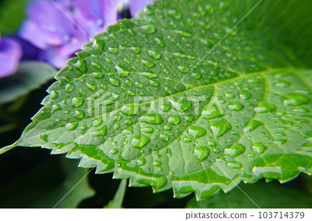 hydrangea rain leaves hydrangea rain leaves 103714379
