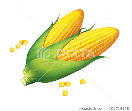 Corn illustration on white background Corn illustration on white background 103714398