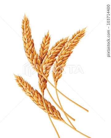 Wheat illustration on white background 103714400
