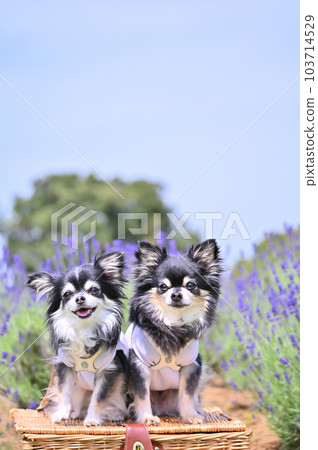 A lavender field in full bloom and a smiling Chihuahua A lavender field in full bloom and a smiling Chihuahua 103714529
