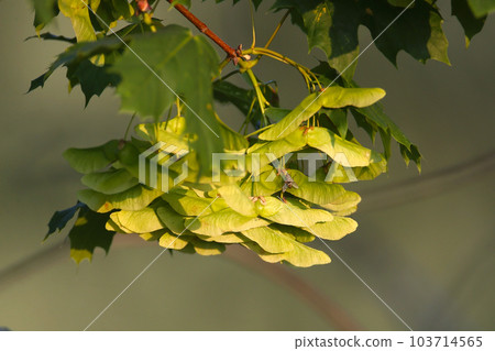 Norway maple 103714565