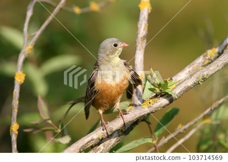 Extraordinary The ortolan (Emberiza hortulana) 103714569