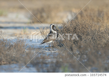 Male black-bellied plover (Pluvialis squatarola) 103714574