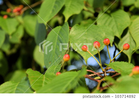 Cherry image 103714892