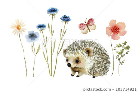 Watercolor set of cute hedgehog with colorful flowers, hand painted for cards and design. Watercolor set of cute hedgehog with colorful flowers, hand painted for cards and design. 103714921