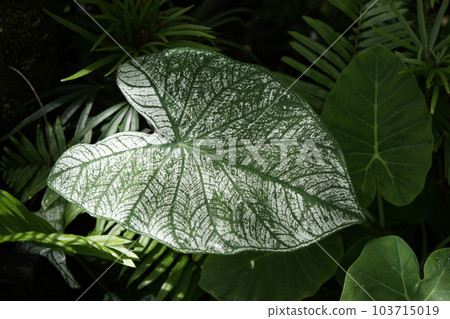 White CALADIUM BICOLOR leaf texture 103715019