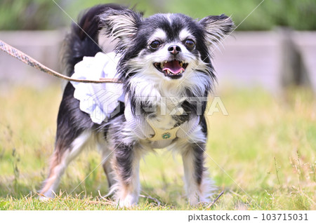 A cute chihuahua with a smile A cute chihuahua with a smile 103715031