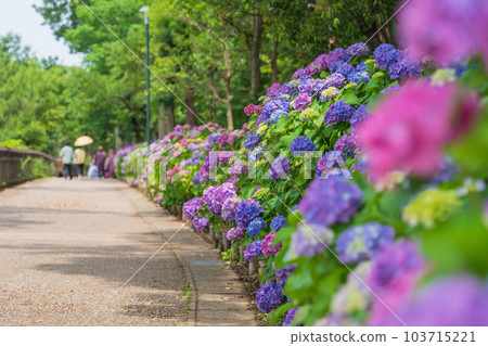 岩池公園，繡球花盛開 <愛知縣刈谷市> 103715221