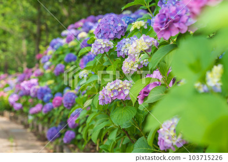 Iwagaike Park, Hydrangea in full bloom <Kariya City, Aichi Prefecture> Iwagaike Park, Hydrangea in full bloom <Kariya City, Aichi Prefecture> 103715226