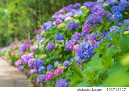 Iwagaike Park, Hydrangea in full bloom <Kariya City, Aichi Prefecture> 103715227