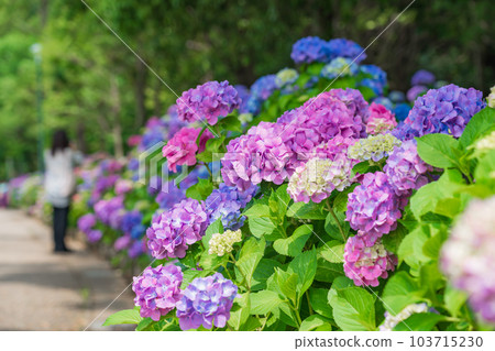 Iwagaike Park, Hydrangea in full bloom <Kariya City, Aichi Prefecture> 103715230