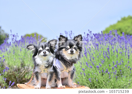 Lavender field in full bloom and smiling friend Chihuahua Lavender field and smiling friend Chihuahua Lavender field in full bloom and smiling friend Chihuahua Lavender field and smiling friend Chihuahua 103715239