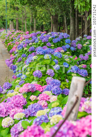 Iwagaike Park, Hydrangea in full bloom <Kariya City, Aichi Prefecture> 103715242