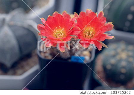 Cactus with flowers called "Lobivia sp." Cactus with flowers called "Lobivia sp." 103715262