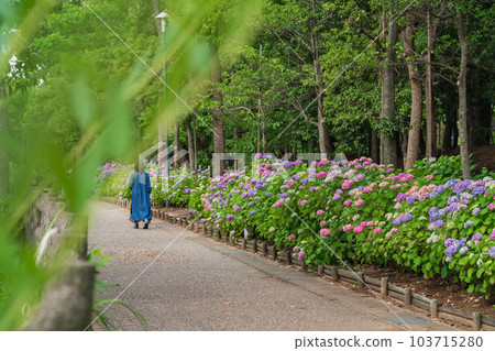 Iwagaike Park, Hydrangea in full bloom <Kariya City, Aichi Prefecture> 103715280