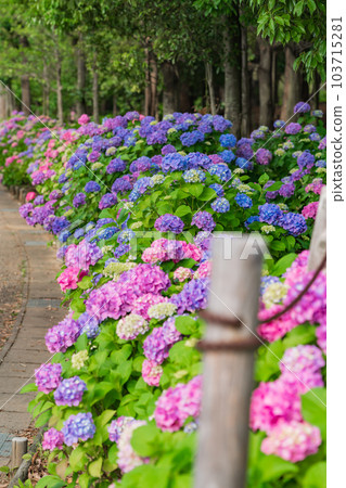 Iwagaike Park, Hydrangea in full bloom <Kariya City, Aichi Prefecture> 103715281