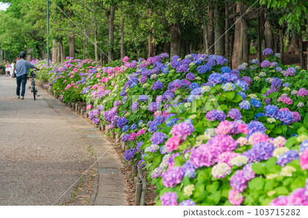 Iwagaike Park, Hydrangea in full bloom <Kariya City, Aichi Prefecture> 103715282