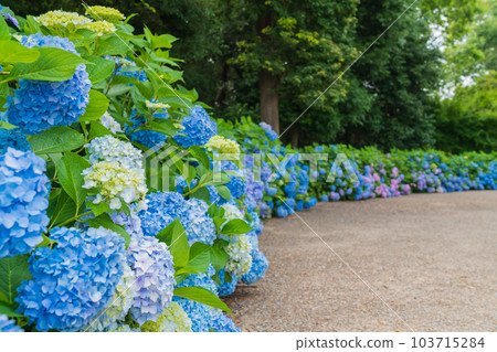 Iwagaike Park, Hydrangea in full bloom <Kariya City, Aichi Prefecture> 103715284