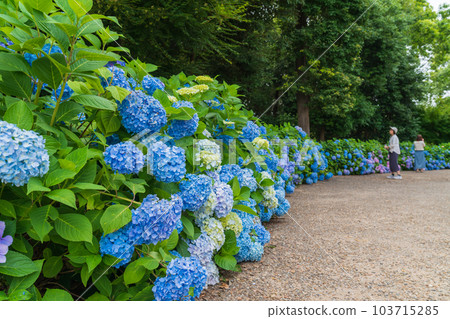Iwagaike Park, Hydrangea in full bloom <Kariya City, Aichi Prefecture> 103715285