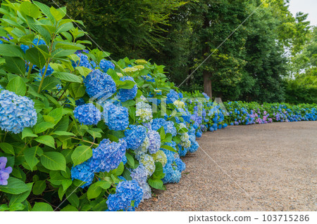 Iwagaike Park, Hydrangea in full bloom <Kariya City, Aichi Prefecture> 103715286