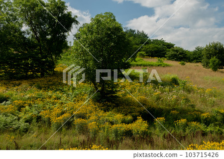 Hill in full bloom with yellow flowers Hill in full bloom with yellow flowers 103715426