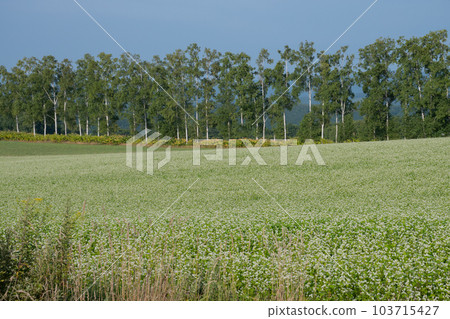 Buckwheat field with white flowers in full bloom Buckwheat field with white flowers in full bloom 103715427