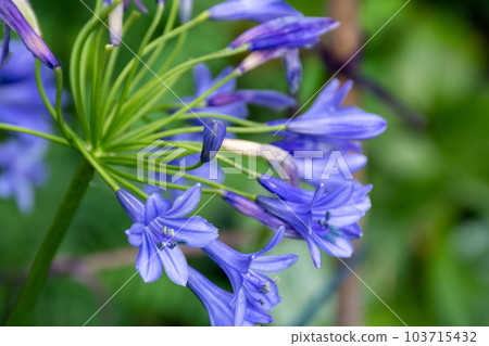 盛開的藍色百子蓮花 盛開的藍色百子蓮花 103715432