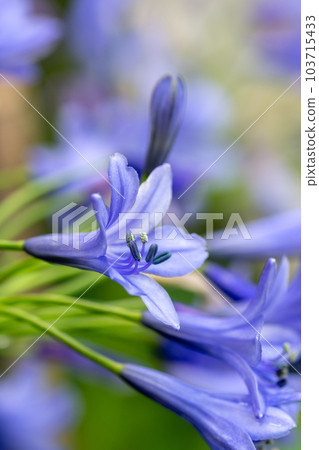 Blue agapanthus flower in full bloom Blue agapanthus flower in full bloom 103715433
