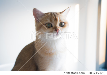gold british cat kitten playing and having fun in living room gold british cat kitten playing and having fun in living room 103715473