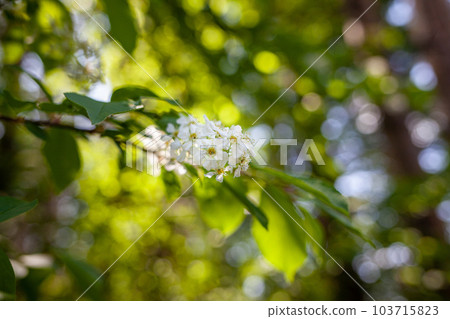 bird cherry blossom branch on abstract blurred background. 103715823