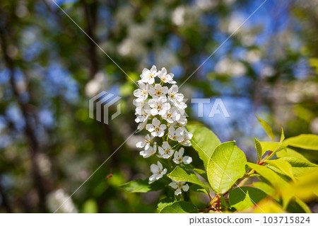 bird cherry blossom branch on abstract blurred background. 103715824