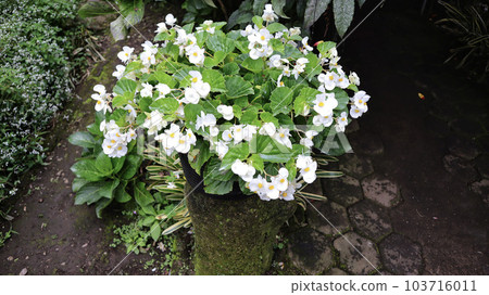 Blooming white flower Wax begonia green leaves at the pot. Blooming white flower Wax begonia green leaves at the pot. 103716011