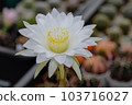 Cactus with flowers called "Echinopsis subdenudata" 103716027