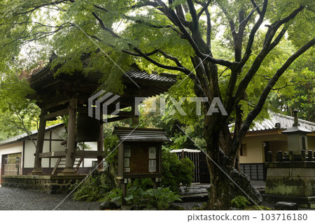Rinnoji Temple in the rainy season 103716180