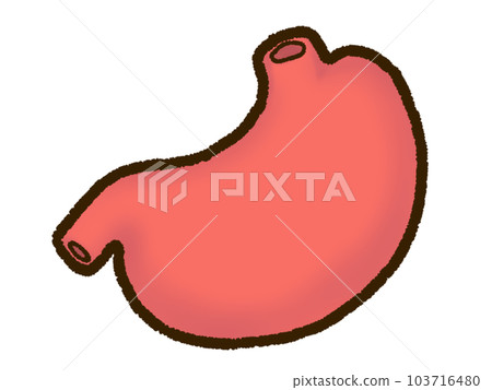 Stomach 103716480
