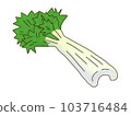 celery  103716484