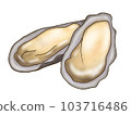 Raw oysters  103716486