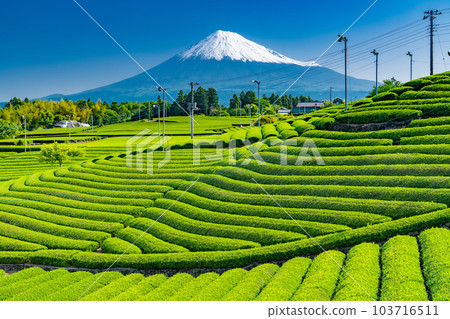 “靜岡縣”富士山風景和茶園 103716511