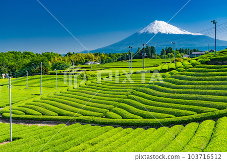 “靜岡縣”富士山風景和茶園 103716512