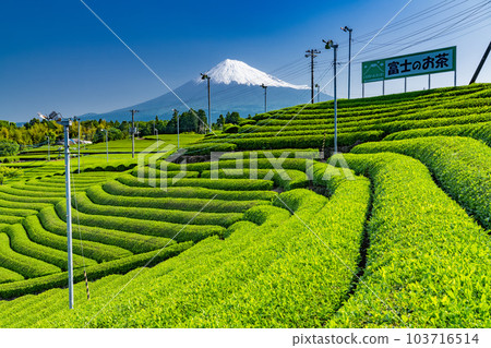 “靜岡縣”富士山風景和茶園 103716514