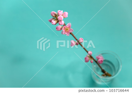 桃花 桃花 103716644