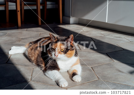 Pleased, well-fed, lazy multicolor adult cat relaxing on the hexagon shape tiles floor in a modern kitchen in hard light and shadows. Funny fluffy cat in home atmosphere. Selective focus, copy space. 103717821