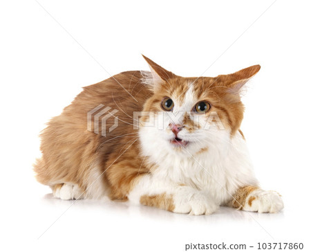 Kurilian Bobtail in studio Kurilian Bobtail in studio 103717860