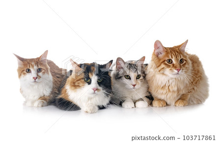Kurilian Bobtails in studio Kurilian Bobtails in studio 103717861