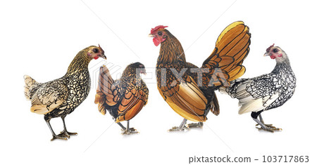 Sebright chicken in studio 103717863